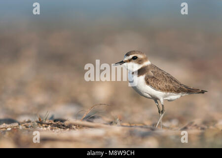 Strandplevier ssp alexandrinus, Seeregenpfeifer ssp alexandrinus Türkei, Erwachsene, weibliche Stockfoto