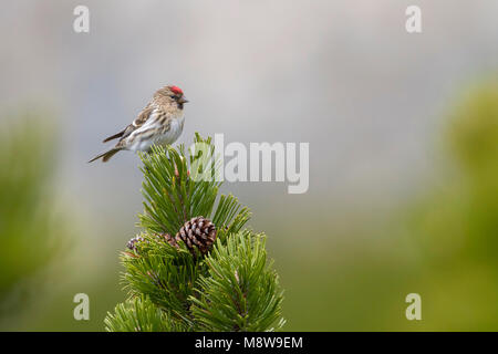 Weniger Redpoll - Alpen-Birkenzeisig - Carduelis cabarett, Österreich, erwachsene Frau Stockfoto