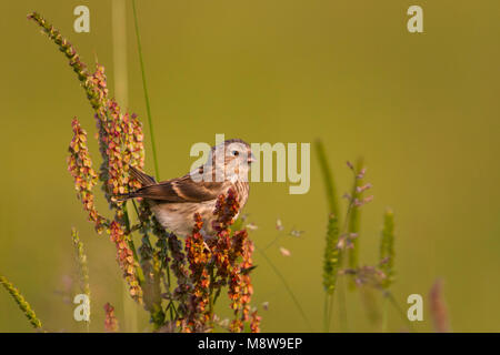 Weniger Redpoll - Alpen-Birkenzeisig - Carduelis cabarett, Österreich, Juvenile Stockfoto