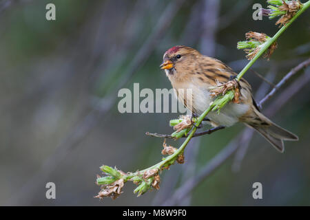 Weniger Redpoll - Alpen-Birkenzeisig - Carduelis cabarett, Deutschland Stockfoto