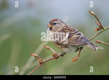 Weniger Redpoll - Alpen-Birkenzeisig - Carduelis cabarett, Deutschland Stockfoto