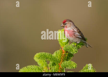 Weniger Redpoll - Alpen-Birkenzeisig - Carduelis cabarett, Slowakei, männlichen Erwachsenen Stockfoto