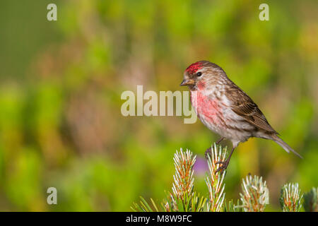Weniger Redpoll - Alpen-Birkenzeisig - Carduelis cabarett, Slowakei, männlichen Erwachsenen Stockfoto