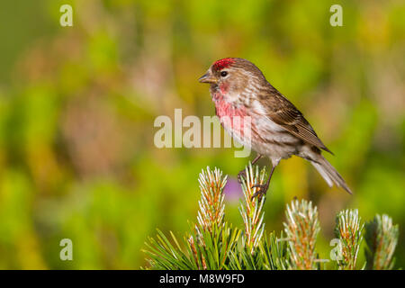 Weniger Redpoll - Alpen-Birkenzeisig - Carduelis cabarett, Slowakei, männlichen Erwachsenen Stockfoto