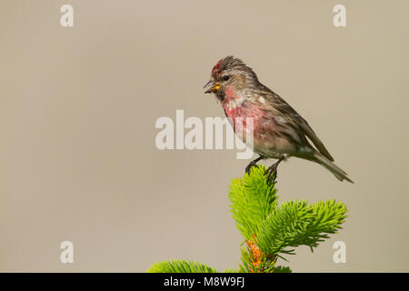 Weniger Redpoll - Alpen-Birkenzeisig - Carduelis cabarett, Slowakei, männlichen Erwachsenen Stockfoto