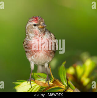 Weniger Redpoll - Alpen-Birkenzeisig - Carduelis cabarett, Slowakei, männlichen Erwachsenen Stockfoto