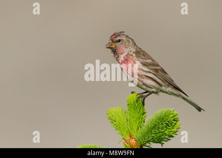Weniger Redpoll - Alpen-Birkenzeisig - Carduelis cabarett, Slowakei, männlichen Erwachsenen Stockfoto