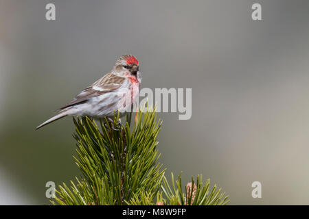 Weniger Redpoll - Alpen-Birkenzeisig - Carduelis cabarett, Slowakei, männlichen Erwachsenen Stockfoto