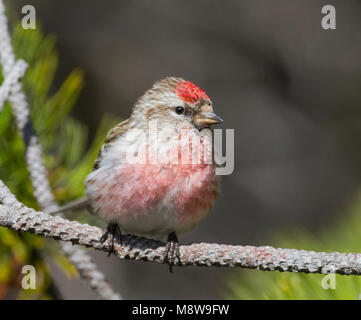 Weniger Redpoll - Alpen-Birkenzeisig - Carduelis cabarett, Slowakei, männlichen Erwachsenen Stockfoto