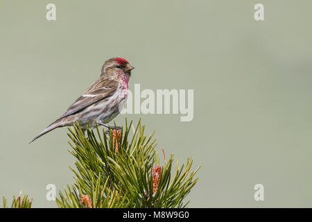Weniger Redpoll - Alpen-Birkenzeisig - Carduelis cabarett, Slowakei, männlichen Erwachsenen Stockfoto