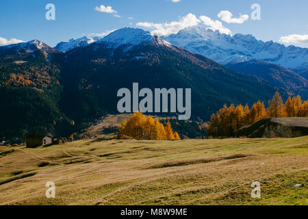 Schöne Lärchen mit Herbstfarben in die Berge, von der Sonne beschienen, Hoch Valtellina, Lombardei, Italien Stockfoto