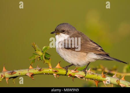 Lesser Whitethroat, Braamsluiper Stockfoto