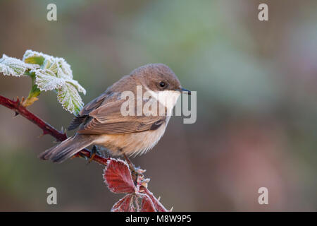 Lesser Whitethroat, Braamsluiper Stockfoto