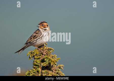 Wenig Buntint - zwergammer - Emberiza pusilla, Russland Stockfoto