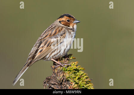 Wenig Buntint - zwergammer - Emberiza pusilla, Russland Stockfoto