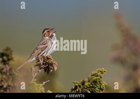 Wenig Buntint - zwergammer - Emberiza pusilla, Russland Stockfoto