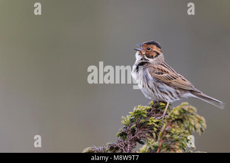 Wenig Buntint - zwergammer - Emberiza pusilla, Russland Stockfoto