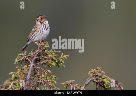 Wenig Buntint - zwergammer - Emberiza pusilla, Russland Stockfoto