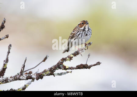 Wenig Buntint - zwergammer - Emberiza pusilla, Russland Stockfoto