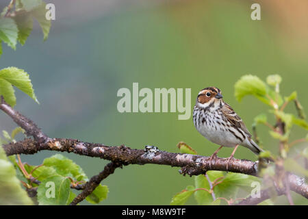 Wenig Buntint - zwergammer - Emberiza pusilla, Russland Stockfoto