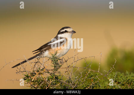 Maskierte Shrike - Maskenwürger - Lanius nubicus, Zypern, erwachsene Frau Stockfoto