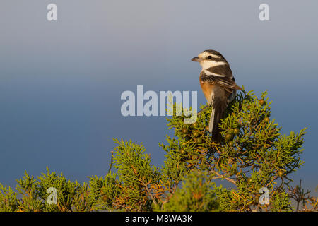 Maskierte Shrike - Maskenwürger - Lanius nubicus, Zypern, erwachsene Frau Stockfoto