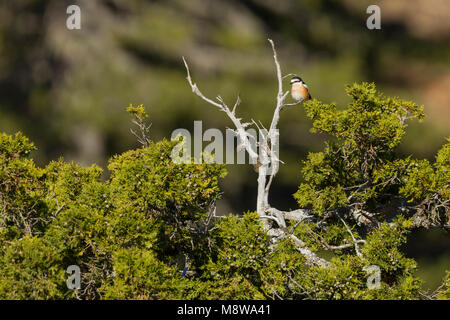 Maskierte Shrike - Maskenwürger - Lanius nubicus, Zypern, männlichen Erwachsenen Stockfoto