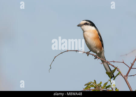 Maskierte Shrike - Maskenwürger - Lanius nubicus, Türkei, männlichen Erwachsenen Stockfoto