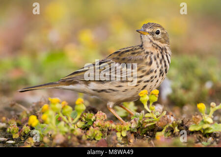 - Wiesenpieper Wiesenpieper - Anthus pratensis ssp. pratensis, Marokko Stockfoto