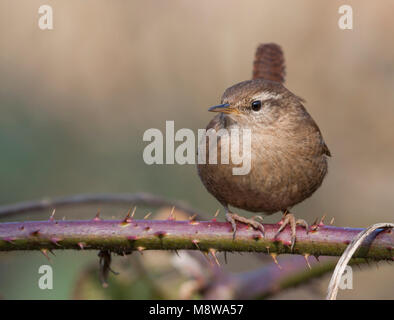 Northern Wren - Zaunkönig - Troglodytes troglodytes ssp. troglodytes, Deutschland, Erwachsene Stockfoto