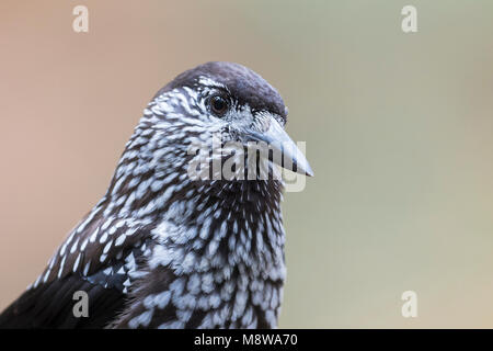 Notenkraker, Nussknacker, Nucifraga caryocatactes Caryocatactes, Deutschland, Erwachsene Stockfoto