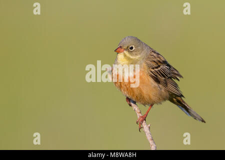 Ortolan - Ortolan - Emberiza hortulana, Kasachstan, männlichen Erwachsenen Stockfoto