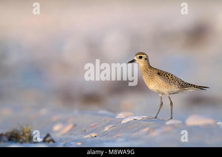 Pazifischer Goldregenpfeifer Pluvialis fulva - Tundra-Goldregenpfeifer-, Oman, 1. CY Stockfoto