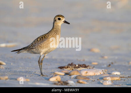 Pazifischer Goldregenpfeifer Pluvialis fulva - Tundra-Goldregenpfeifer-, Oman, 1. CY Stockfoto