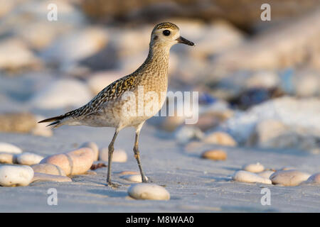 Pazifischer Goldregenpfeifer Pluvialis fulva - Tundra-Goldregenpfeifer-, Oman, 1. CY Stockfoto