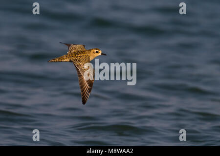 Pazifischer Goldregenpfeifer Pluvialis fulva - Tundra-Goldregenpfeifer-, Oman, Erwachsener - Winter Gefieder Stockfoto