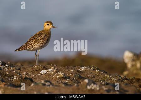 Pazifischer Goldregenpfeifer Pluvialis fulva - Tundra-Goldregenpfeifer-, Oman, Erwachsene Stockfoto