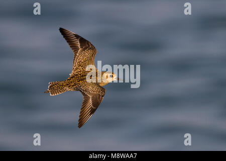 Pazifischer Goldregenpfeifer Pluvialis fulva - Tundra-Goldregenpfeifer-, Oman, Erwachsener - Winter Gefieder Stockfoto