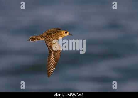 Pazifischer Goldregenpfeifer Pluvialis fulva - Tundra-Goldregenpfeifer-, Oman, Erwachsener - Winter Gefieder Stockfoto