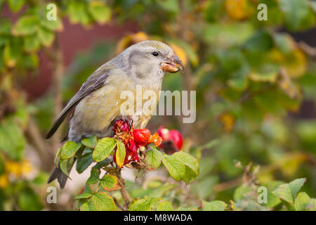 Parrot Gegenwechsel - Kiefernkreuzschnabel - Loxia pytyopsittacus, Deutschland. Weibliche Stockfoto