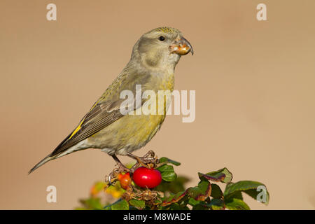 Parrot Gegenwechsel - Kiefernkreuzschnabel - Loxia pytyopsittacus, Deutschland. Weibliche Stockfoto