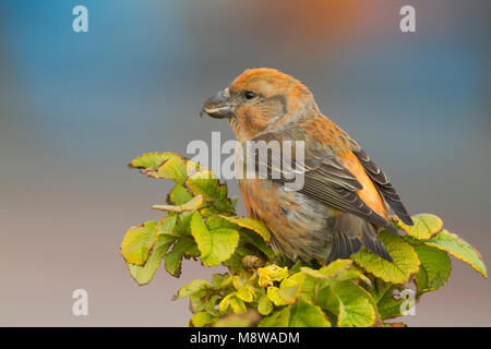 Parrot Gegenwechsel - Kiefernkreuzschnabel - Loxia pytyopsittacus, Deutschland. Männliche Stockfoto