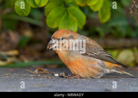 Parrot Gegenwechsel - Kiefernkreuzschnabel - Loxia pytyopsittacus, Deutschland. Männliche Stockfoto