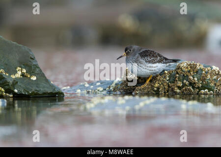 Paarse Strandloper, Purple Sandpiper, Calidris maritima, Norwegen, 2. CY Stockfoto