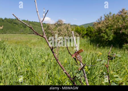 Neuntöter - Lanius collurio Neuntöter -, Deutschland, Beute Stockfoto