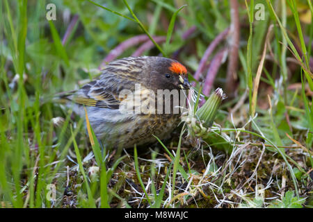 Red-fronted Serin - Rotstirngirlitz - Serinus pusillus: Kasachstan Stockfoto