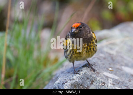 Red-fronted Serin - Rotstirngirlitz - Serinus pusillus: Kasachstan Stockfoto