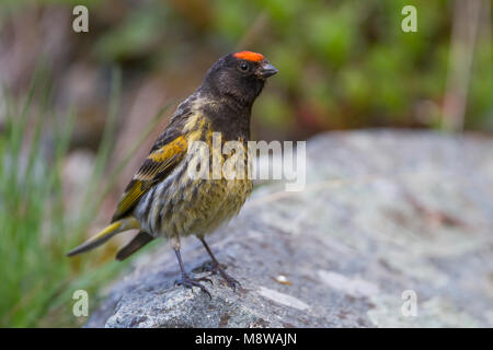 Red-fronted Serin - Rotstirngirlitz - Serinus pusillus: Kasachstan Stockfoto