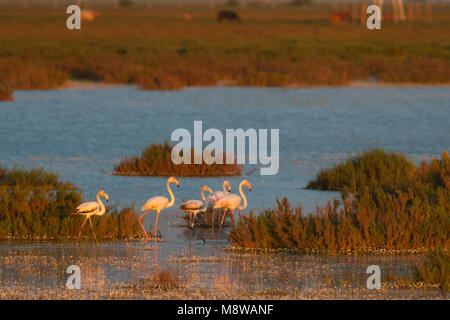 Groep Flamingo in het avondlicht; Gruppe von mehr Flamingos im Abendlicht Stockfoto