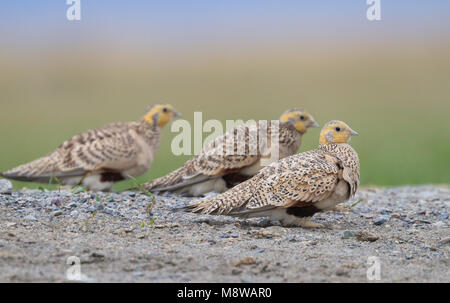 Steppehoen bij een drinkplaats in Kasachstan; Pallas der Sandgrouse (Syrrhaptes paradoxus) an ein trinken Pool in Kasachstan Stockfoto